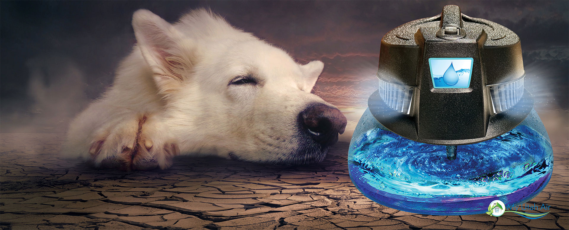 dog_purifier_2023