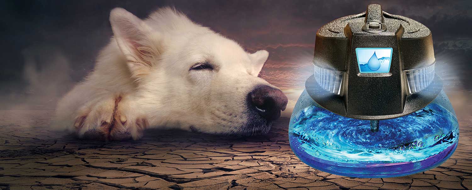dog purifier 2026